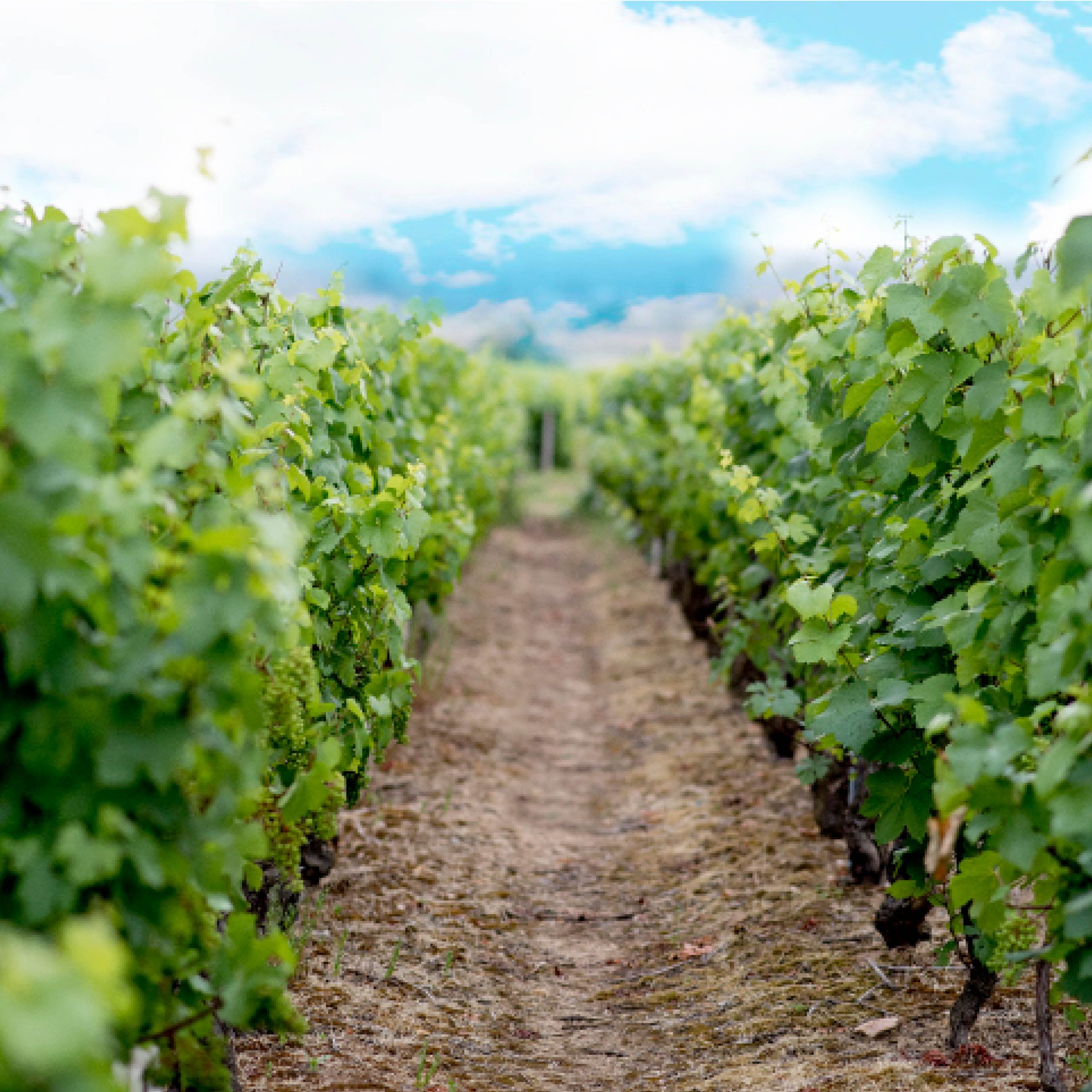 Les Grands Crus Blancs